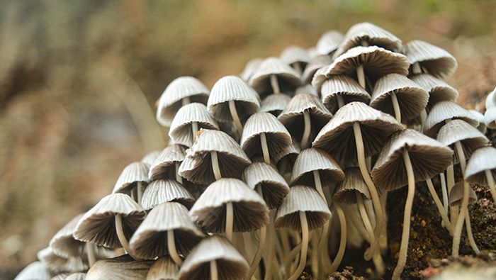 Aflatoxinas. Su importante control en frutos secos, cereales y piensos.